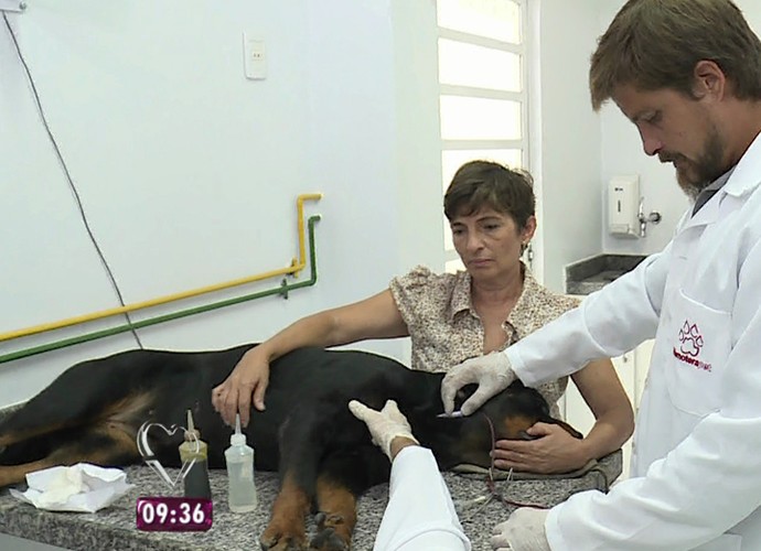 Cães podem ser doadores de sangue (Foto: TV Globo)