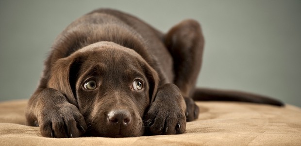 pet-cão-cachorro-medo-fogos-artifício-ano-novo-home (Foto: Thinkstock)