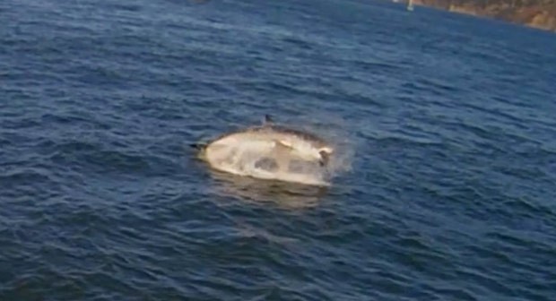 Grande tubarão branco chocou turistas ao atacar leão-marinho na baía de San Francisco (Foto: Reprodução/YouTube/Hornblower Cruises & Events)
