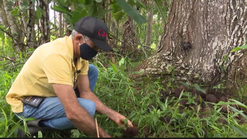 José Francisco já colhe dos frutos das árvores que plantou há 15 anos — Foto: Reprodução/Rede Amazônia Acre