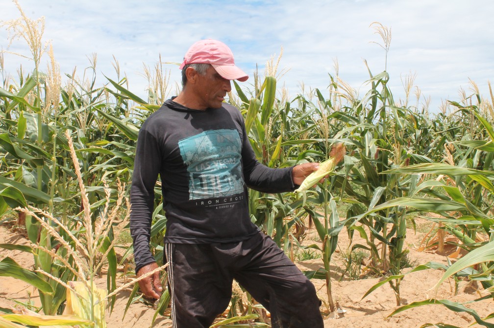 Arthur Gomes estima perder mais da metade da sua produção de milho.  — Foto: Amanda Lima / G1