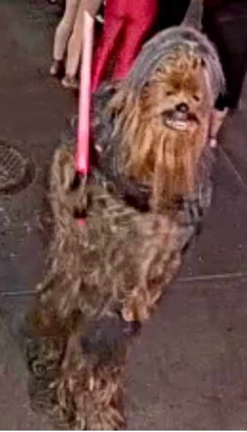 A foto divulgada pela polícia de Nova Orleans pedindo ajuda para a captura do criminoso fantasiado de Chewbacca (Foto: Twitter)