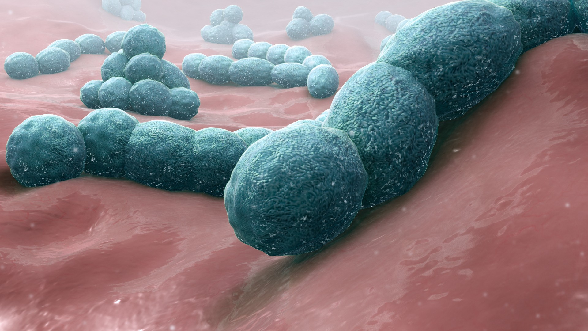 A bactéria causadora de meningite Streptococcus pneumoniae  (Foto: Wikimedia Commons )
