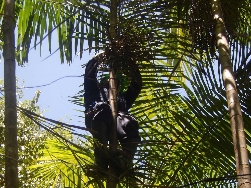 Produção do açaí é a atividade que mais gera renda aos moradores do Bailique — Foto: Luis Fernando Iozzi/Divulgação