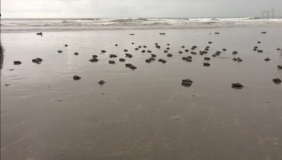Tartarugas são liberadas ao mar no Piauí — Foto: Reprodução