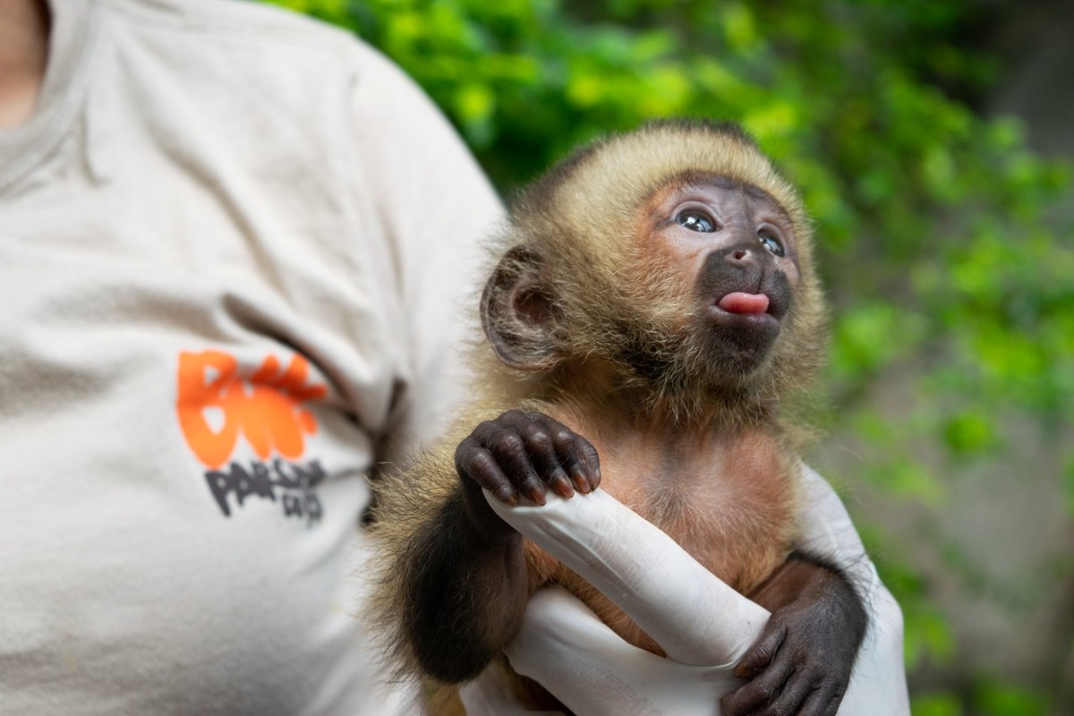 BioParque do Rio anuncia novo morador, filhote de macaco-prego-do-peito-amarelo  batizado de 'Abu' | Rio de Janeiro | G1