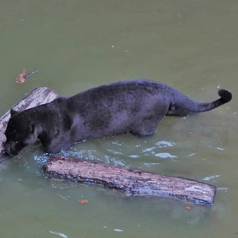 Onça-preta rara é flagrada em rio na região de Porto Velho — Foto: Santiago Pereira/Arquivo Pessoal