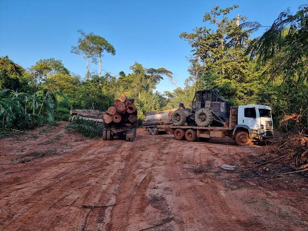 Operação Onipresente em que delegado da PF morreu contra a extração ilegal de madeira — Foto: Divulgação