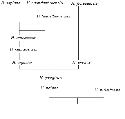 Exemplo simplificada da árvore filogenética dos humanos (Foto: Wikimedia Commons)