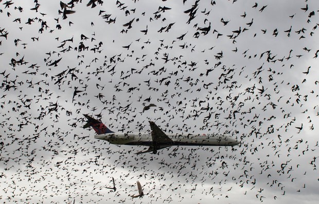 Pares de Aviões em COQUINHOS