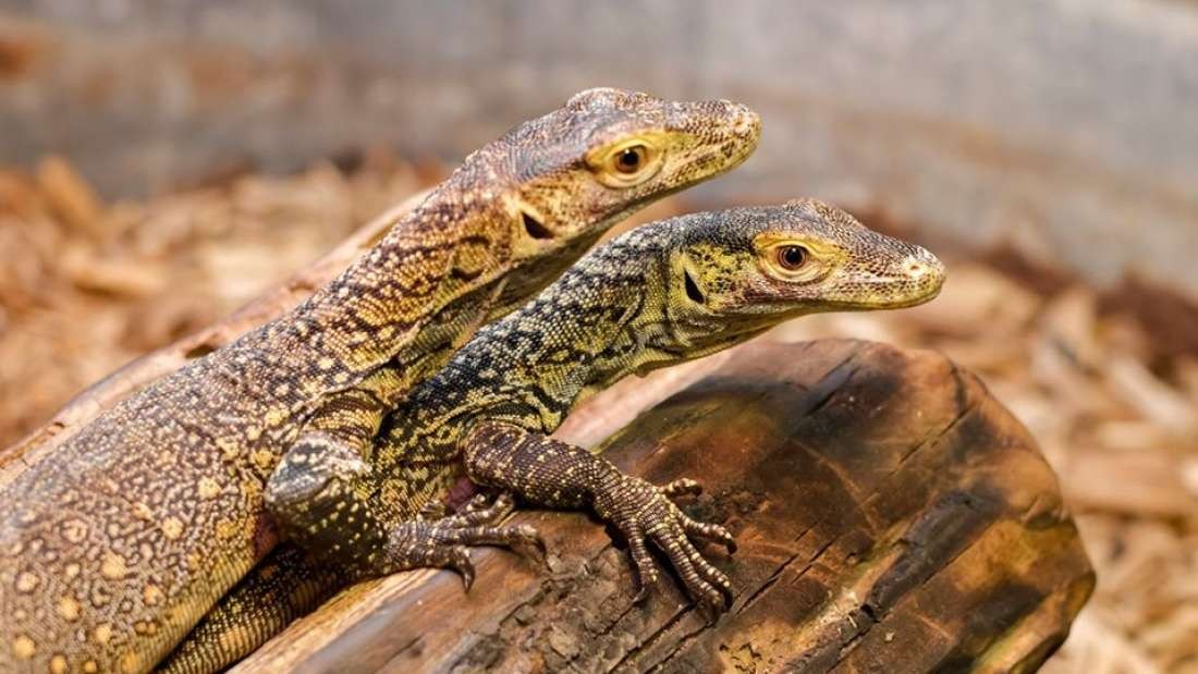 Biólogos do zoológico de Chattanoogan, nos Estados Unidos, registraram a reprodução assexuada de um dragão-de-komodo. Fenômeno biológico é chamado de partenogênese (Foto: Chattanooga Zoo)