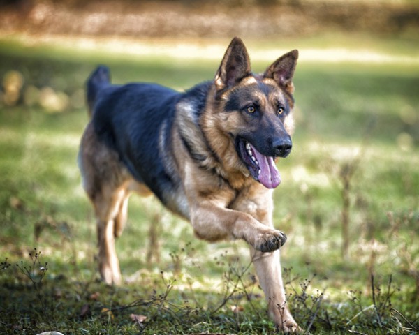 Tropas costumam usar cães de guarda em suas operações (Foto: Thinkstock)