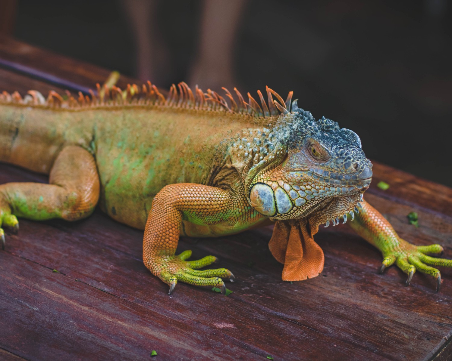 As iguanas podem ser compradas através de criadouros legalizados pelo Ibama (Foto: Canva/Creative Commons)