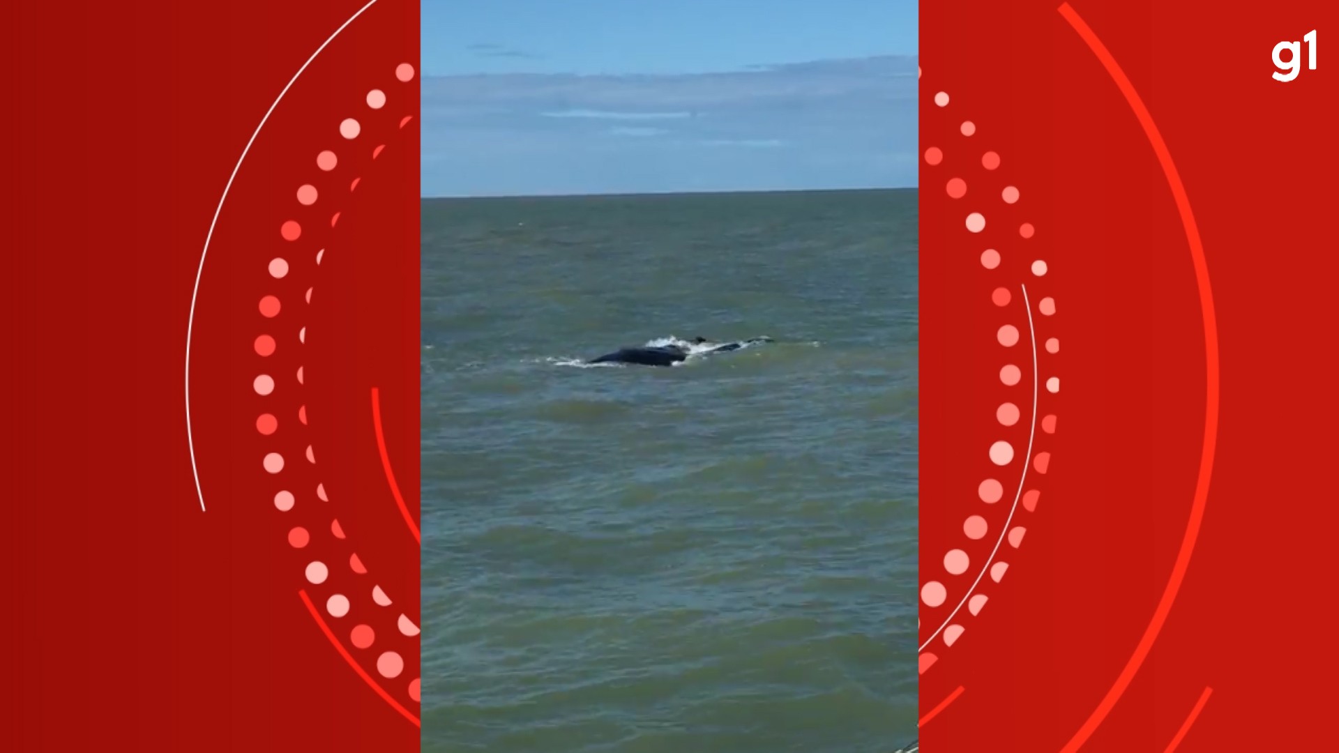 VÍDEO: baleia-franca e filhote são vistos em Caravelas, no extremo sul da Bahia 