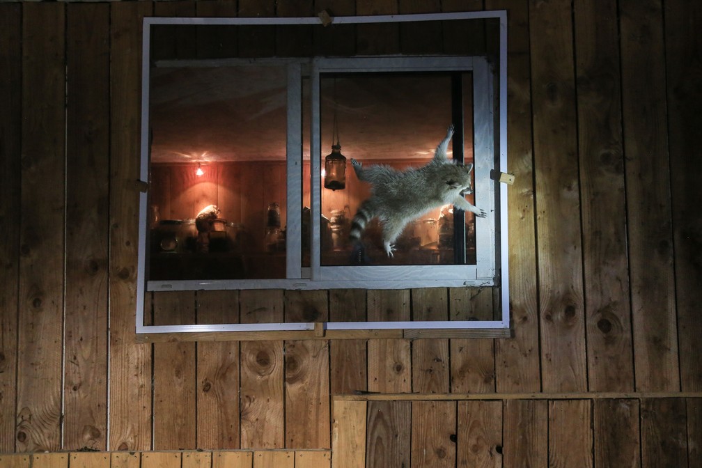 'Como é que abre essa janela?': a foto mostra um guaxinim tentando entrar em uma casa na França pela janela (que está fechada). — Foto: © Nicolas de Vaulx  /Comedywildlifephoto.com