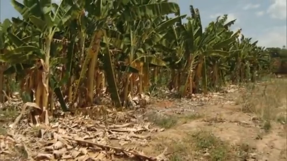 Bananiculturas comeÃ§aram a ser abandonadas por produtores do Norte de MG â Foto: ReproduÃ§Ã£o/ Inter TV