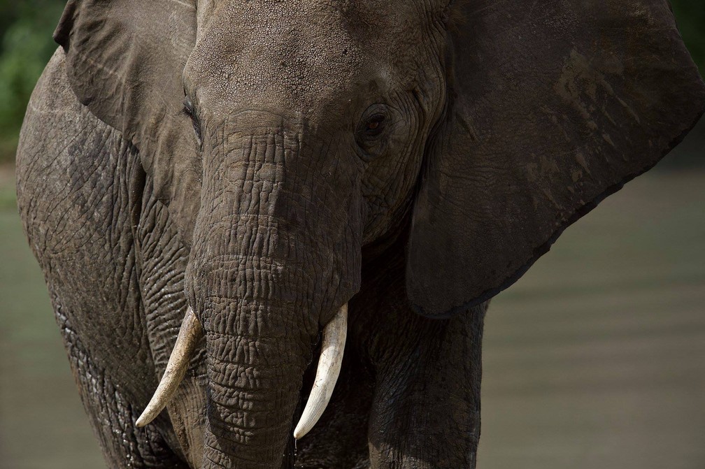 Um Adestrador Quer Saber O Peso De Um Elefante