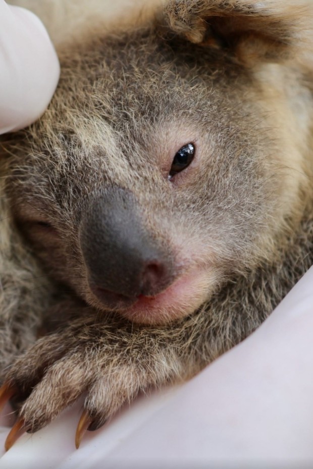 Parque na Austrália registra o nascimento de primeiro coala após incêndios de janeiro (Foto: Reprodução/Instagram)