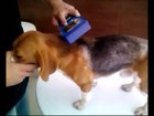 Instituto Royal reconhece que beagle resgatado não é de anúncio de venda