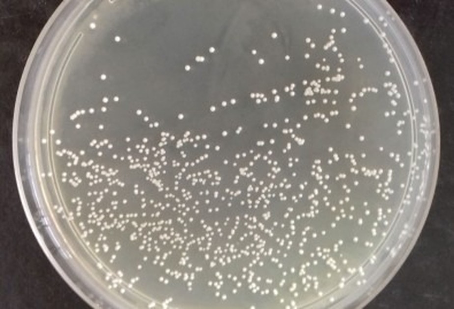 A levedura Saccharomyces cerevisiae UFMG A-905 em placa de cultivo.