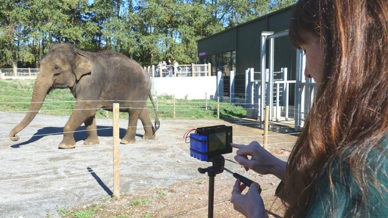 Zoo aposta em 'álbum' com 30 mil fotos para ajudar na preservação de elefantes thumbnail