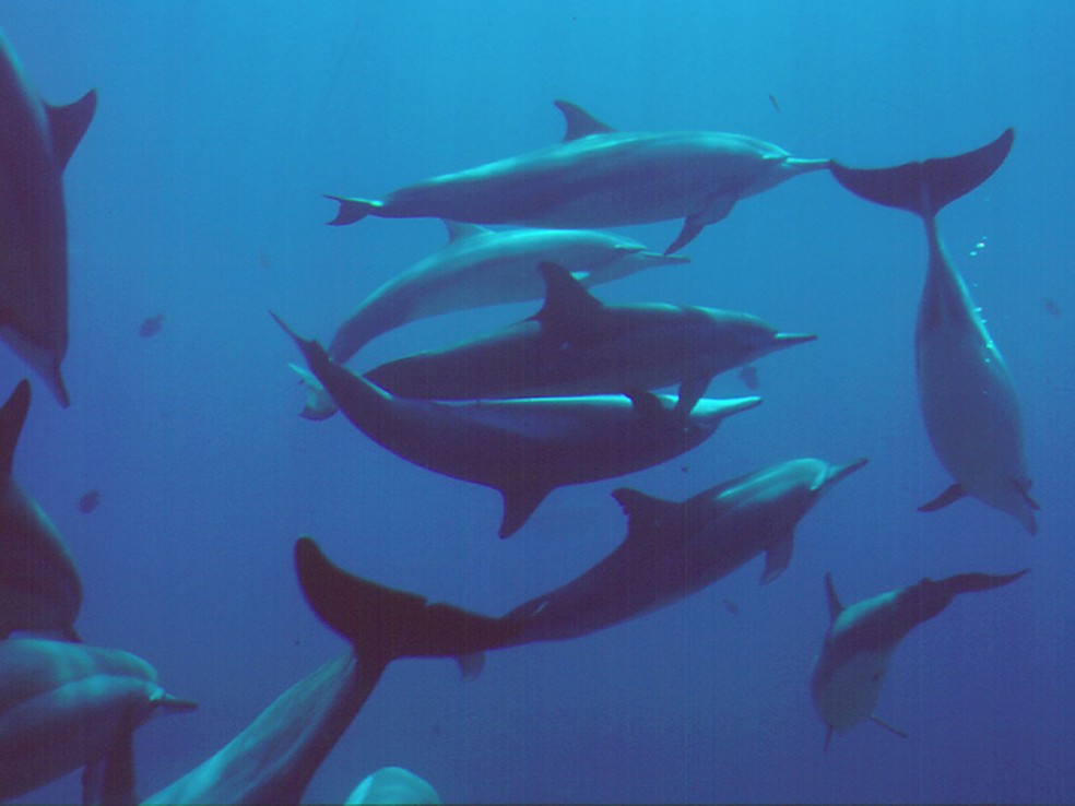 O ato sexual dos golfinhos é realizado em grupo  — Foto: Projeto Golfinho Rotador/Divulgação