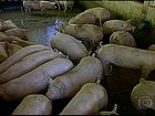 Criadores de suínos estão animados com o preço pago pela carne