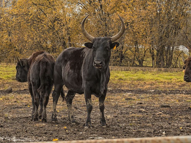 Os beefalos produzem carne mais magra e saborosa como o búfalo, mas são mais dóceis e fáceis de criar, como o gado doméstico (Foto: Mark Spearman/ Wikimedia Commons/ CreativeCommons)