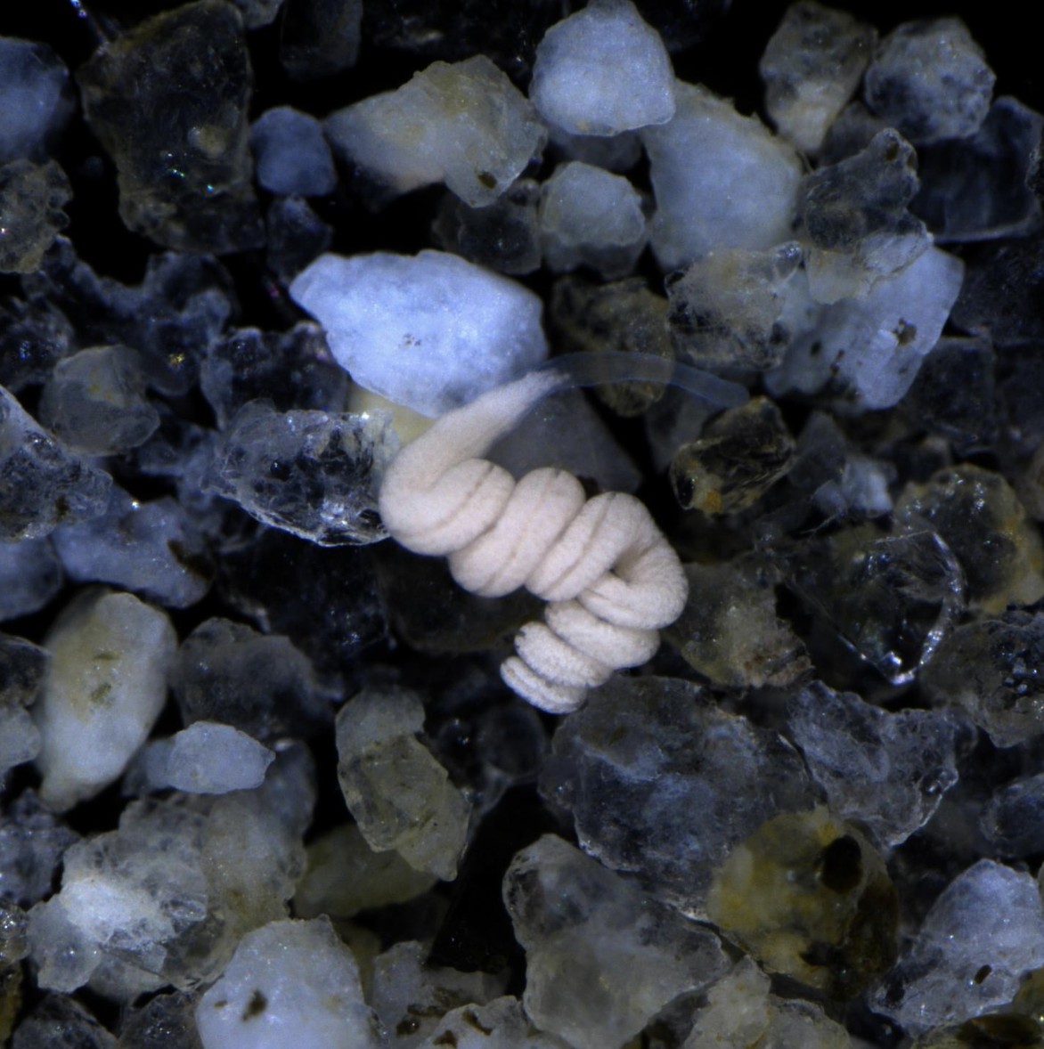 O verme Paracatenula, no fundo do mar (Foto: © Oliver Jäckle/Max Planck Institute for Marine Microbiology)