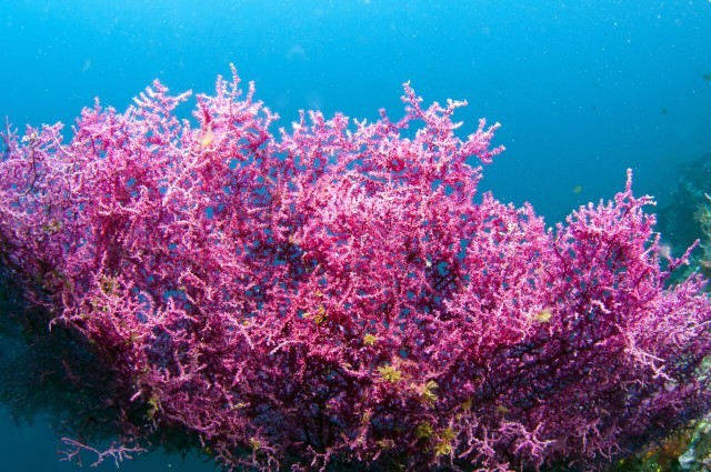 Lithothmnium, alga - Empresa Oceana (Foto: Divulgação)