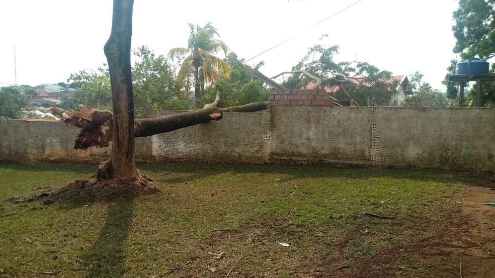 Árvore caiu sobre muro em Jaru (Foto: WhatsApp/Reprodução)