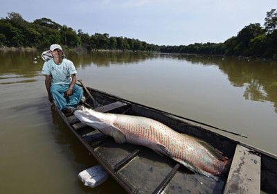 manejo-pirarucu-peixe-amazonia (Foto: Adriano Gambarini/OPAN)