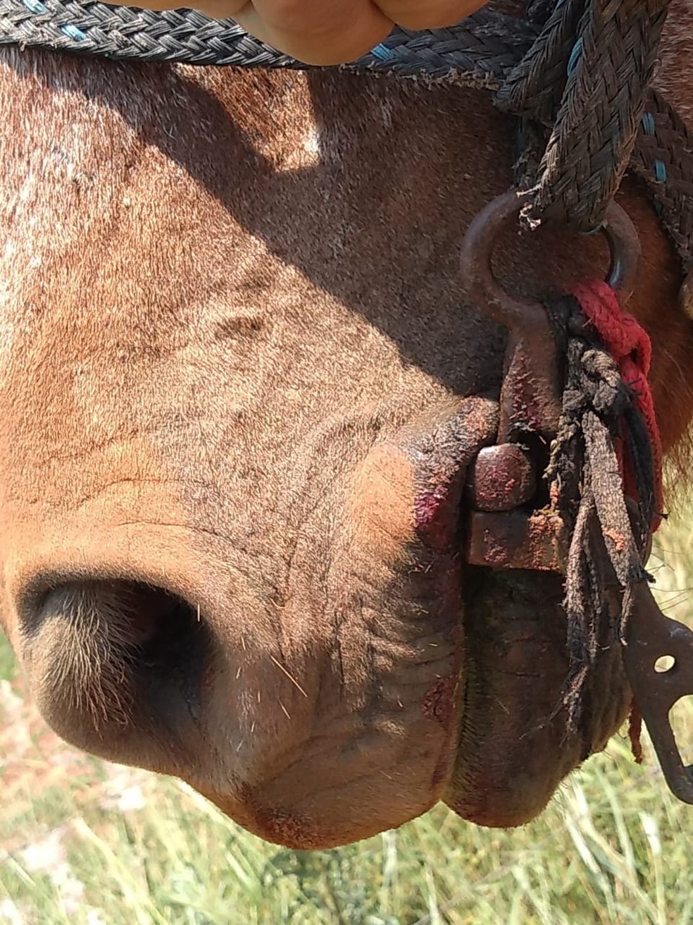 Cavalo é alvo de maus-tratos em Rosana — Foto: Polícia Ambiental