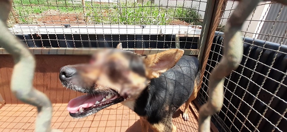 Cão de rua é atropelado e resgatado com ferimentos em Ituiutaba; motorista  fugiu | Triângulo Mineiro | G1