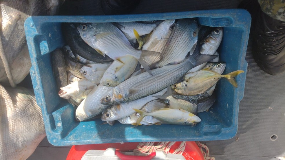 Os 50 kg de pescados apreendidos foram doados à Prefeitura de São Sebastião — Foto: Divulgação/Polícia Ambiental