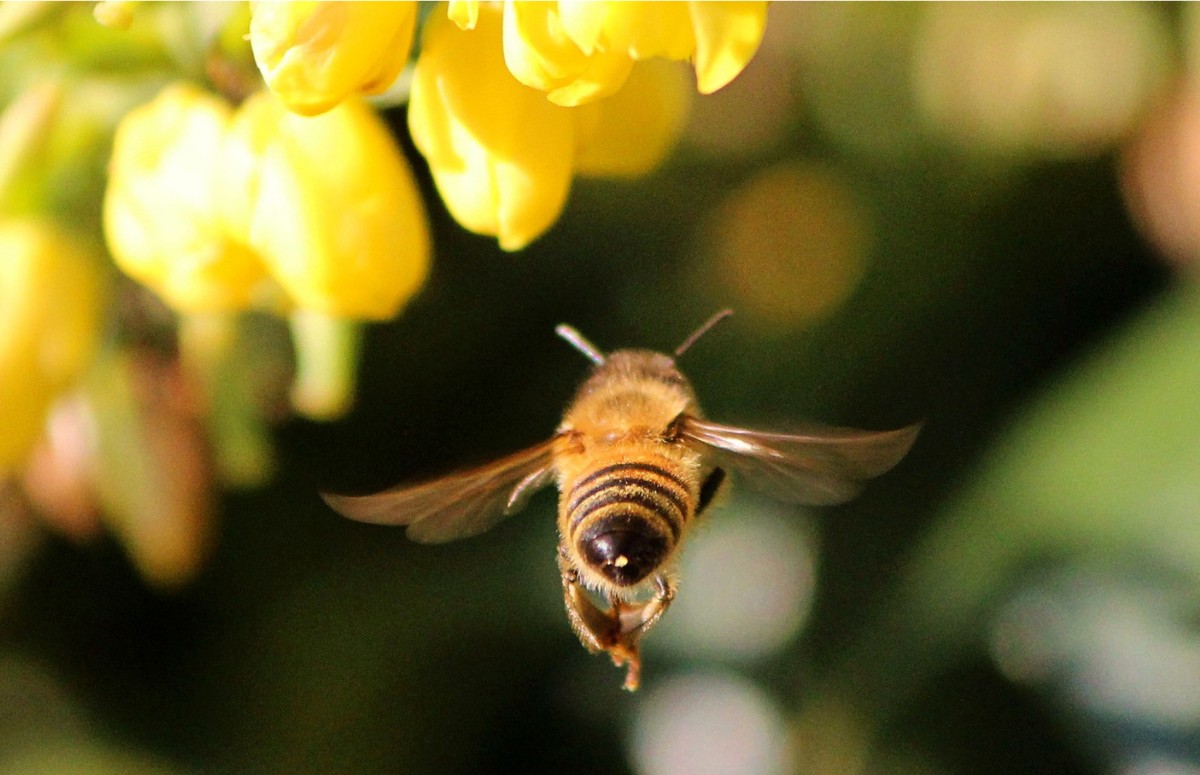 O zumbido das abelhas é fruto da vibração de suas asas (Foto: Canva/ CreativeCommons)