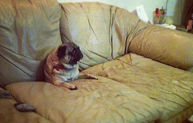O pobre pug acabou preso sob a almofada do sofá (Foto: Reprodução/Bored Panda)