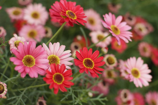 Close-Up Of Pink and Red Daisy Flowers (Foto: Getty Images)