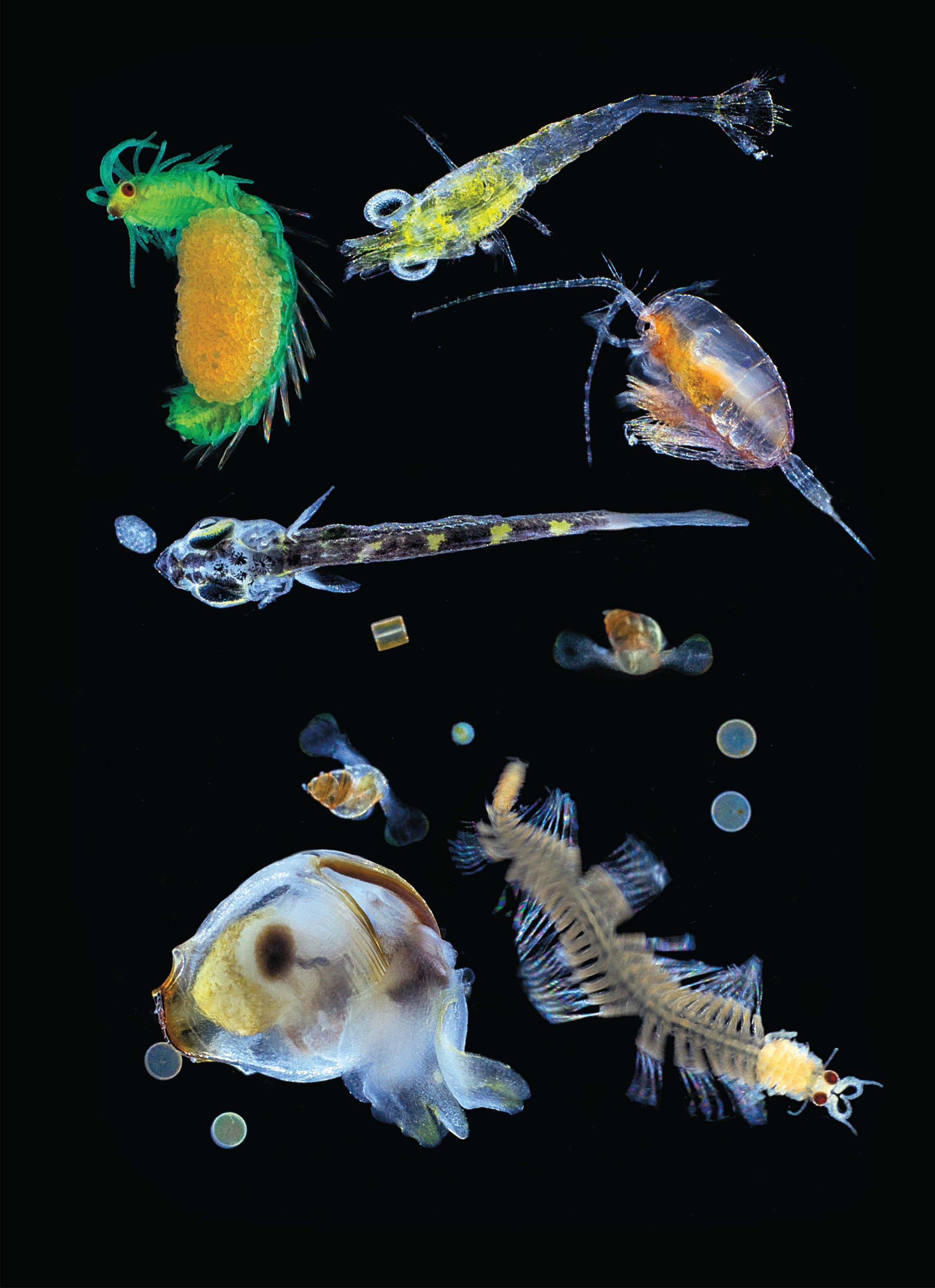 Planctôns coletados no Oceano Pacífico. Na imagem é possível ver um misto de organismos multicelulares: pequenos zooplânctons, larvas e células protistas (Foto: Christian Sardet/CNRS/Tara Expéditions/Science)
