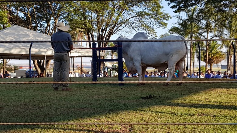 desfile-touros-ABS-Uberaba   (Foto: Divulgação)