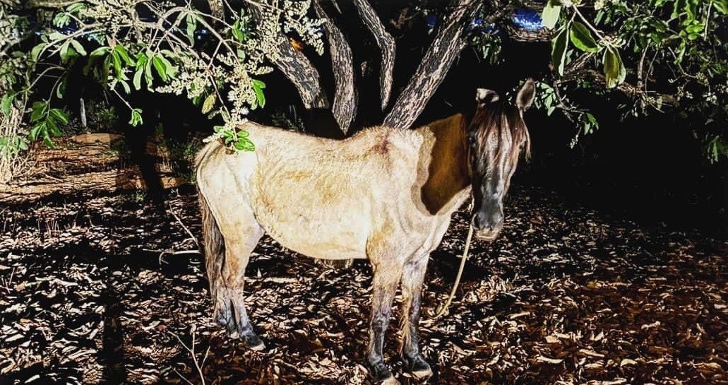 Dono de cavalo é detido após deixar animal amarrado, sem água e sem comida em Dores do Indaiá