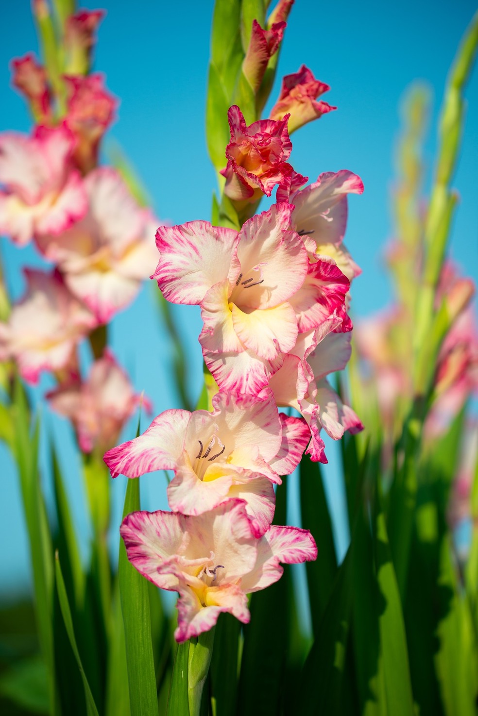 O nome gladíolo significa lança, devido à forma alongada da espécie, com flores em sua parte superior — Foto: Pixabay / Creative Commons