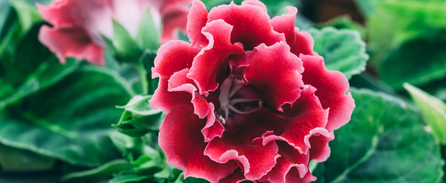 8 flores nativas para você ter no seu jardim - Casa Vogue | Paisagismo