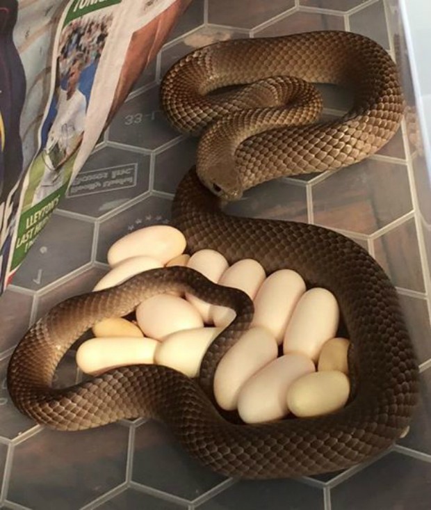 Cobra é encontrada embaixo de geladeira de australiana (Foto: Reprodução/Facebook)