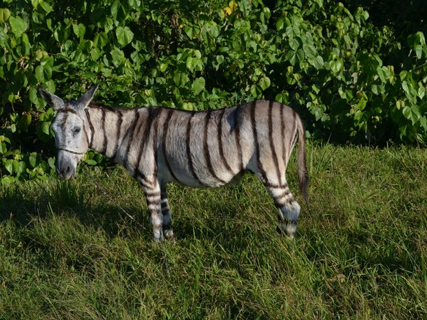 Jegue zebra (Foto: Yuri Marcel/G1)