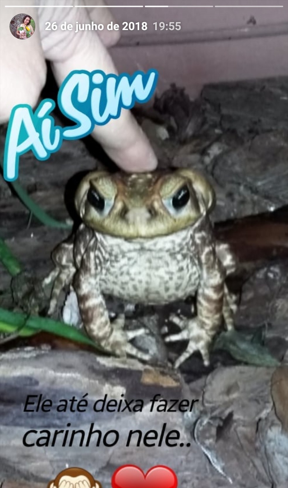Amizade Improvavel Com Sapo Cururu Chama Atencao Na Internet Vc No Terra Da Gente G1 amizade improvavel com sapo cururu