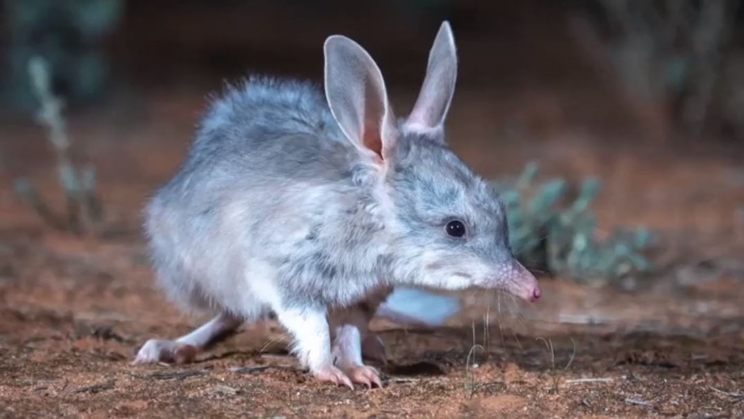 Bilby, o estranho animal com 'orelha de coelho' de volta à natureza após quase desaparecer thumbnail