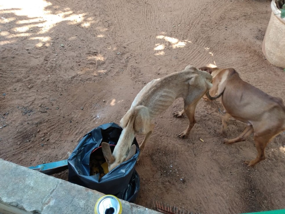 Cachorros e gatos são resgatados sem água e alimentação adequada pela Polícia Ambiental de Tupã — Foto: Polícia Ambiental/Divulgação