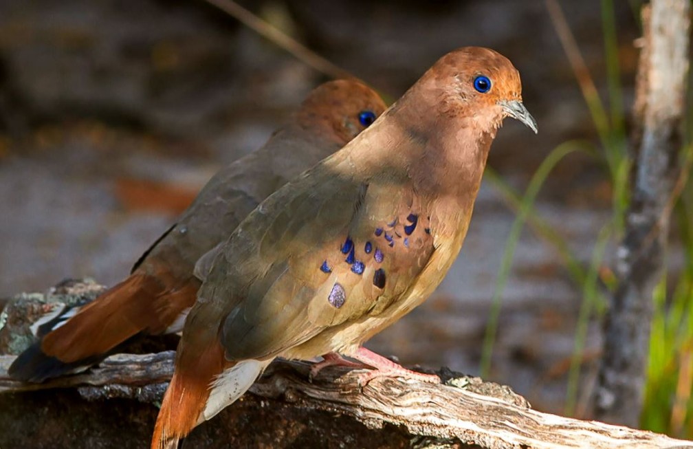 Rolinha Do Planalto Depende De Projetos De Conservacao Para Sobreviver Terra Da Gente G1