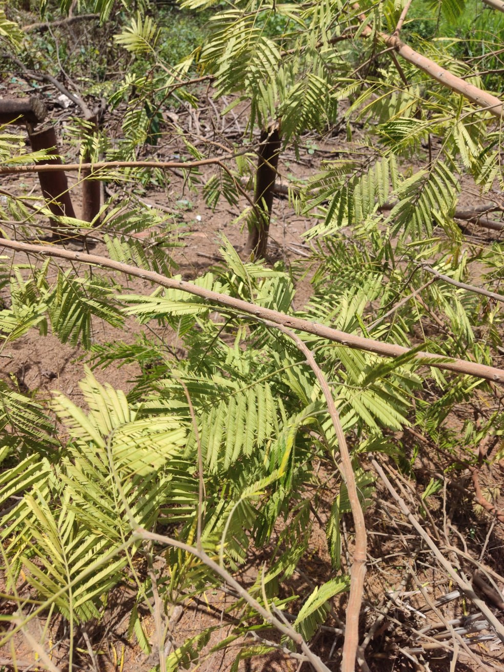 Sitiante é autuado em mais de R$ 30 mil pela derrubada irregular de 104 árvores  — Foto: Polícia Ambiental 